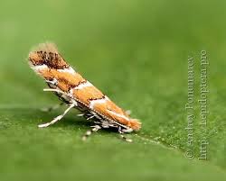 Attēlu rezultāti vaicājumam “Cameraria ohridella”