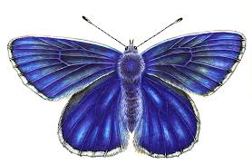 Attēlu rezultāti vaicājumam “Polyommatus icarus male”