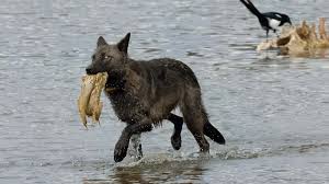 Image result for Weston Rhyn Wolves
