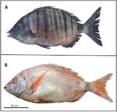 Image result for Diplodus puntazzo