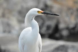 Image result for Egretta thula