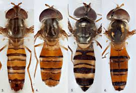 Attēlu rezultāti vaicājumam “Syrphus sp. imago”