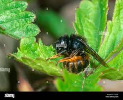 Attēlu rezultāti vaicājumam “Osmia bicolor”