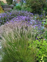 Attēlu rezultāti vaicājumam “Deschampsia flexuosa bud”