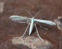 Attēlu rezultāti vaicājumam “Adaina microdactyla”