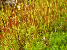 Attēlu rezultāti vaicājumam “Ceratodon purpureus”