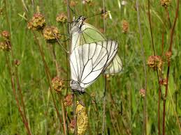 Attēlu rezultāti vaicājumam “Aporia crataegi male”