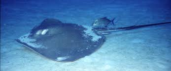 Image result for Dasyatis chrysonota