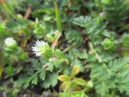 Attēlu rezultāti vaicājumam “Cerastium semidecandrum”