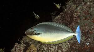 Image result for Naso hexacanthus
