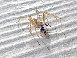 Attēlu rezultāti vaicājumam “Cheiracanthium sp. male”