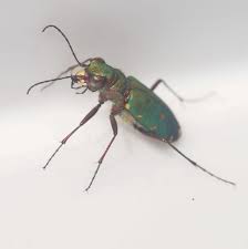 Attēlu rezultāti vaicājumam “Cicindela campestris imago”