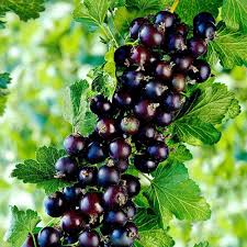 Attēlu rezultāti vaicājumam “Ribes nigrum fruit”