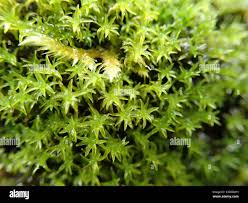 Attēlu rezultāti vaicājumam “Dichodontium pellucidum”