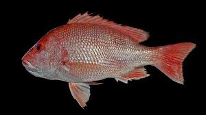 Image result for Lutjanus colorado