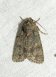 Attēlu rezultāti vaicājumam “Acronicta rumicis”