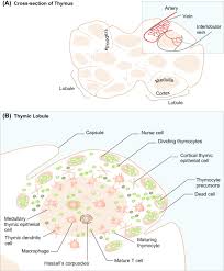 Image result for Thymus