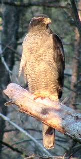 Attēlu rezultāti vaicājumam “Accipiter gentilis adult”