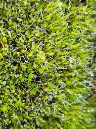 Attēlu rezultāti vaicājumam “Dicranella staphylina”