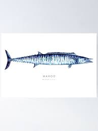 Image result for Acanthocybium solandri