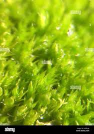 Attēlu rezultāti vaicājumam “Physcomitrium pyriforme sporophyte”