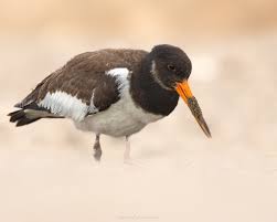 Attēlu rezultāti vaicājumam “Haematopus ostralegus adult”