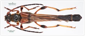 Attēlu rezultāti vaicājumam “Nothorhina punctata”