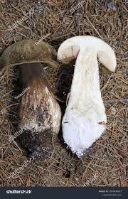 Attēlu rezultāti vaicājumam “Porphyrellus porphyrosporus”