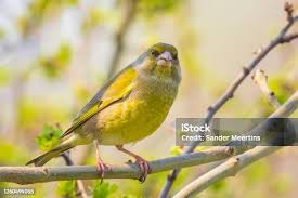 Attēlu rezultāti vaicājumam “Chloris chloris male”