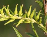 Attēlu rezultāti vaicājumam “Salix Vetrix”