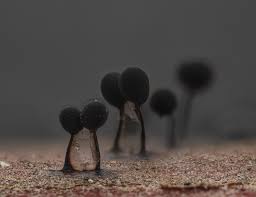 Attēlu rezultāti vaicājumam “Comatricha pulchella stalked”