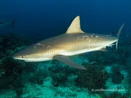 Image result for Carcharhinus perezii