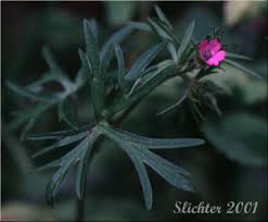 Attēlu rezultāti vaicājumam “Geranium dissectum leaf”