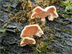 Attēlu rezultāti vaicājumam “Steccherinum bourdotii”