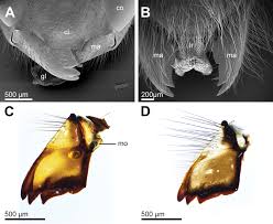 Attēlu rezultāti vaicājumam “Vespula germanica male”