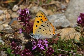 Attēlu rezultāti vaicājumam “Lycaena alciphron underside”