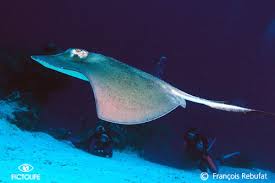 Image result for Hypanus americanus