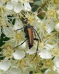 Attēlu rezultāti vaicājumam “Anastrangalia sanguinolenta”