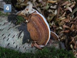 Attēlu rezultāti vaicājumam “Melanospora lagenaria”