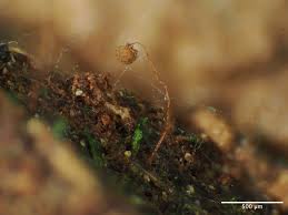 Attēlu rezultāti vaicājumam “Cribraria macrocarpa young”