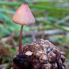 Attēlu rezultāti vaicājumam “Mycena purpureofusca”