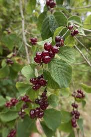 Attēlu rezultāti vaicājumam “Lonicera xylosteum fruit”
