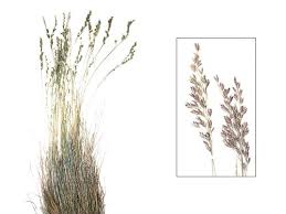 Attēlu rezultāti vaicājumam “Festuca ovina”