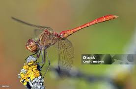 Attēlu rezultāti vaicājumam “Sympetrum vulgatum”