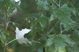 Attēlu rezultāti vaicājumam “Populus x gileadensis”