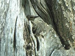 Attēlu rezultāti vaicājumam “Sturnus vulgaris nest”