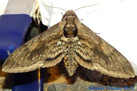 Attēlu rezultāti vaicājumam “Sphingidae”