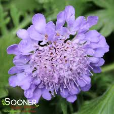 Image result for Scabiosa col.`Butterfly Blue`