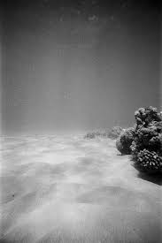 Image result for Deep and Wide Diving