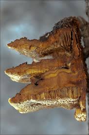 Attēlu rezultāti vaicājumam “Gloeophyllum trabeum”